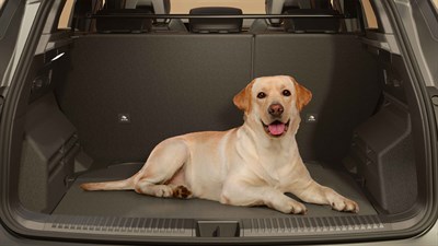 A dog in the bootlid of renault austral